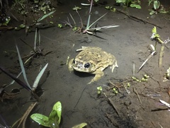 Anaxyrus californicus