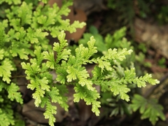 Selaginella moellendorffii, photograph (c) angryphyco, some rights reserved (CC BY)