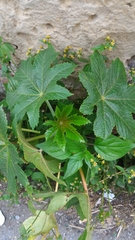 Ricinus communis