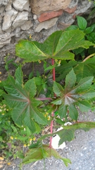 Ricinus communis