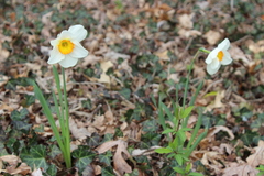 Narcissus poeticus