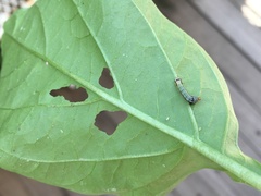 Spodoptera