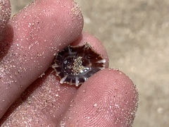 Siphonaria denticulata