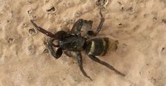 Latonigena auricomis