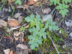 Thalictrum minus