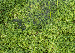 Ranunculus amphitrichus