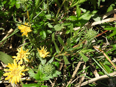 Grindelia stricta angustifolia