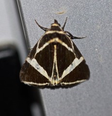 Fodina ostorius