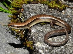 Scincella gemmingeri