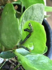 Spodoptera