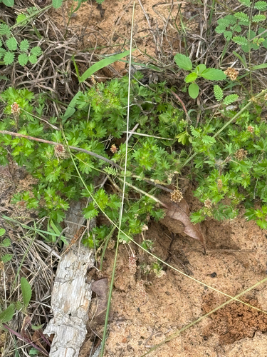 Acalypha radians, photograph 5