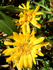 Grindelia stricta angustifolia