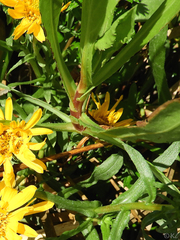 Grindelia stricta angustifolia