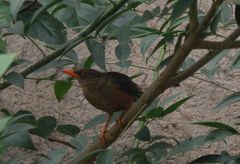 Turdus abyssinicus
