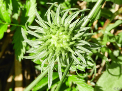 Grindelia stricta angustifolia