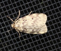 Hectobrocha subnigra