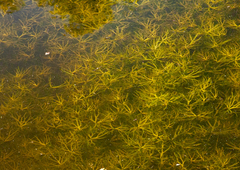 Ranunculus inundatus