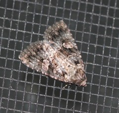 Condica macrosema
