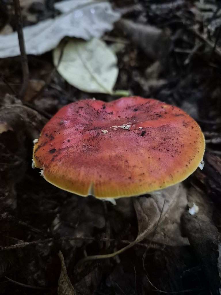 Amanita muscaria · April 2026 · photo: © judithswan (iNaturalist, cc-by)