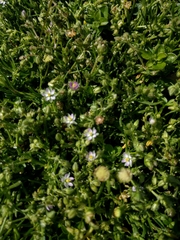 Spergularia