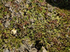 Spergularia