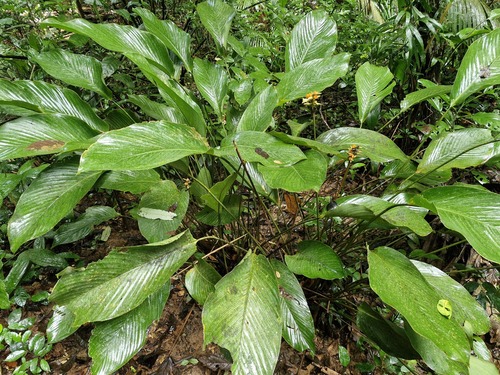 Goeppertia elliptica