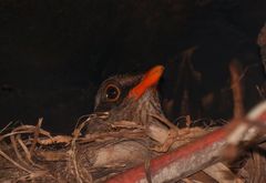 Turdus abyssinicus