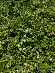 Spergularia