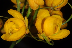 Senna aphylla
