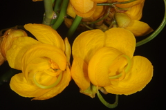 Senna aphylla