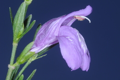 Poikilacanthus tweedieanus
