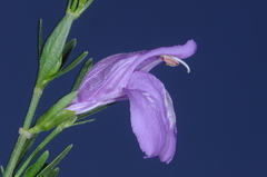 Poikilacanthus tweedieanus