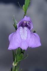 Poikilacanthus tweedieanus