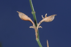 Poikilacanthus tweedieanus