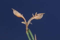 Poikilacanthus tweedieanus