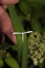 Hellinsia homodactylus