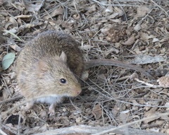 Sigmodon arizonae
