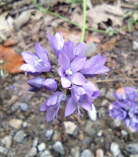 iNaturalist observation photo of California gilia