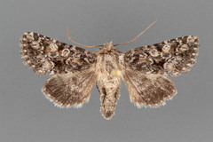 Pseudanarta perplexa