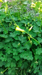 Oxalis pes-caprae