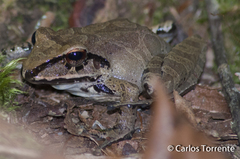 Pristimantis w-nigrum