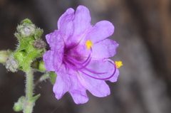 Mirabilis ovata