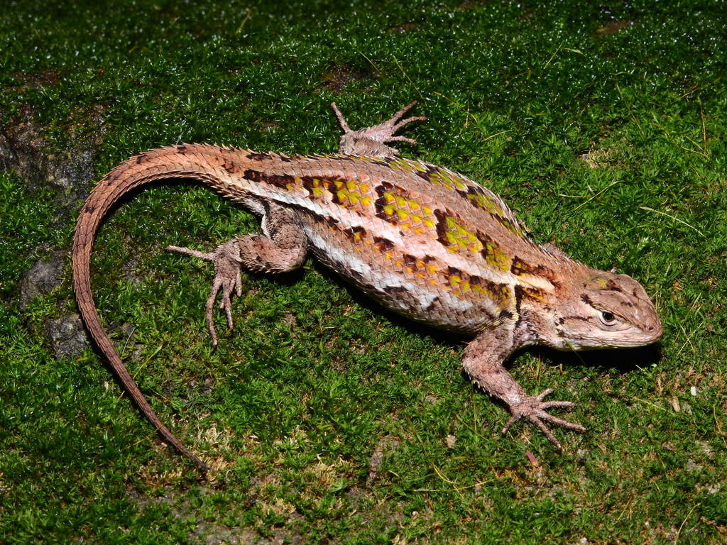 Southern Cursorial Lizard
