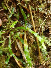 Notogrammitis pseudociliata