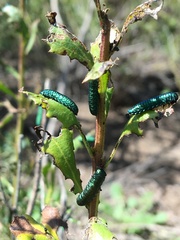 Trirhabda flavolimbata