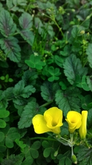 Oxalis pes-caprae