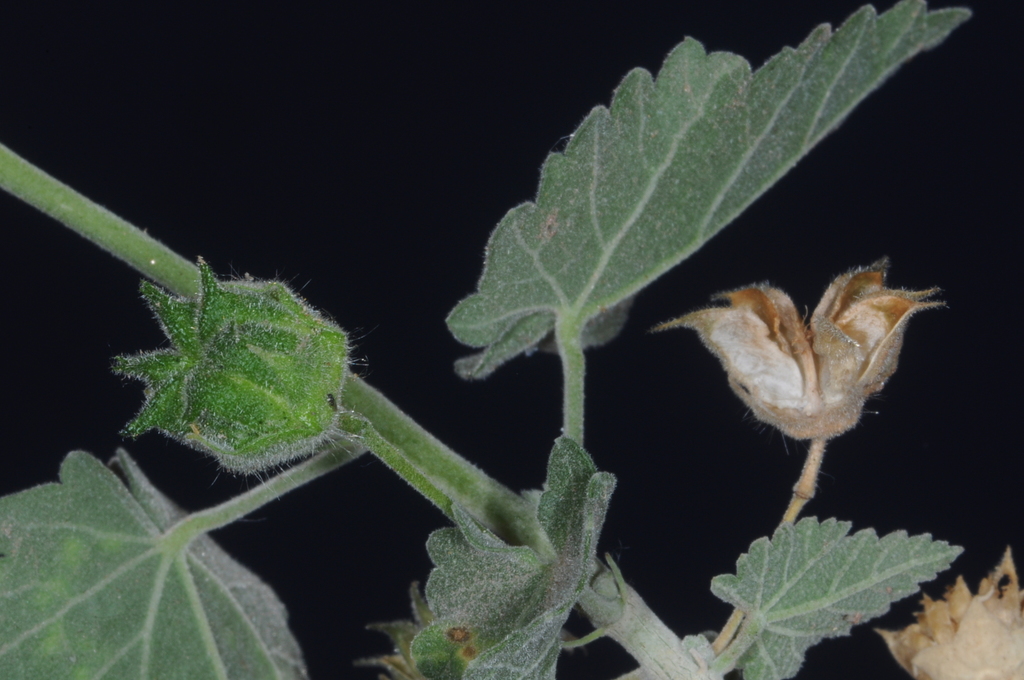 Pseudabutilon cinereum