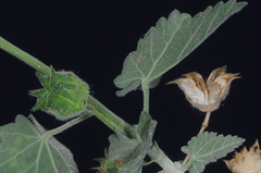 Pseudabutilon cinereum