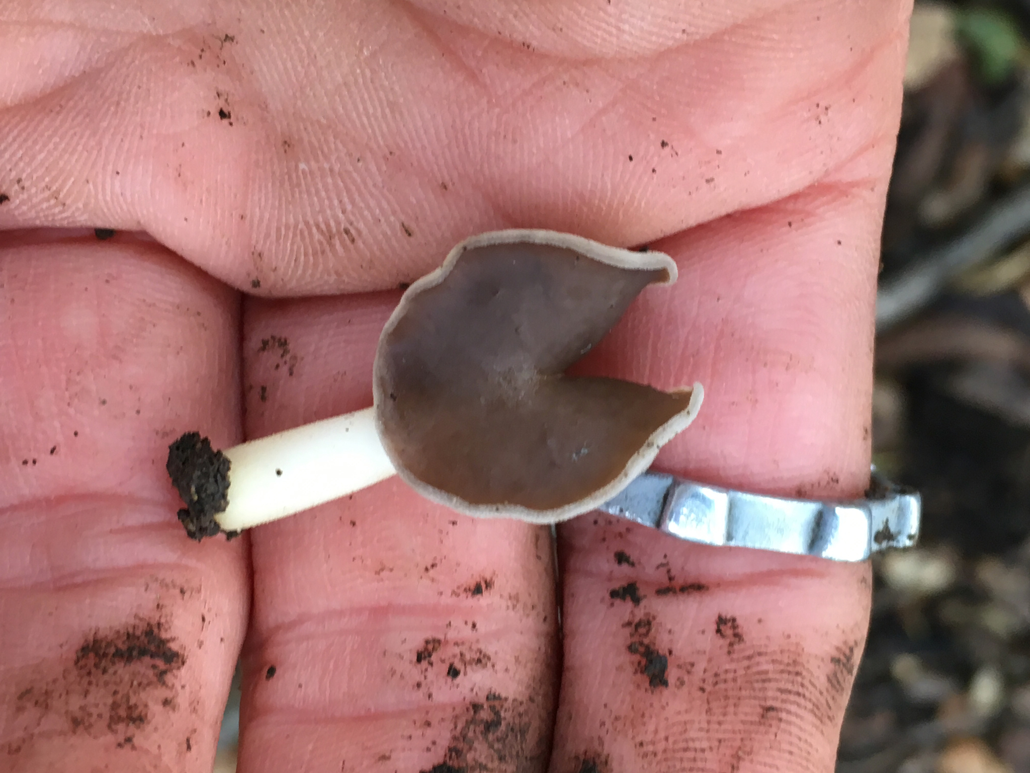 Helvella compressa image