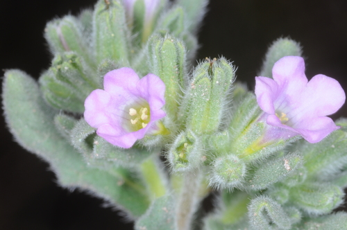 Image of Nama undulata by (c) aacocucci, some rights reserved (CC BY)